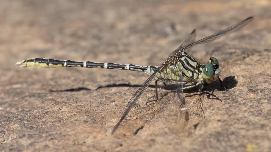 Austrogomphus guerini (Yellow-striped Hunter) male-2.jpg